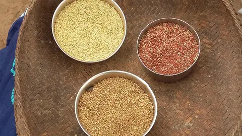 कोह्‌ला वंजिङ, नूकाङ  "kosri" grain used in the mountain areas