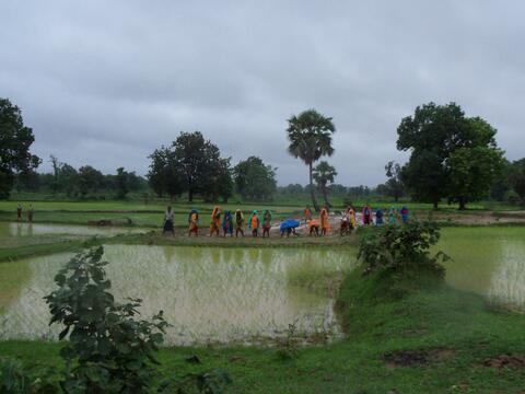 वंजिङ ओग़्सना  Transplanting paddy
