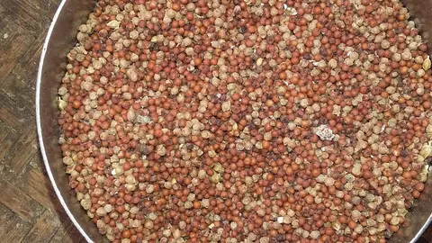 कोह्‌ला वंजिङ  "kosri" grain used in the mountain areas