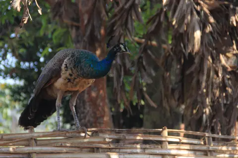 Peacock perched on a bamboo fence