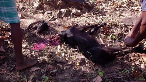 पिंडि पोल्वा - पदता मोक ईस्तोर