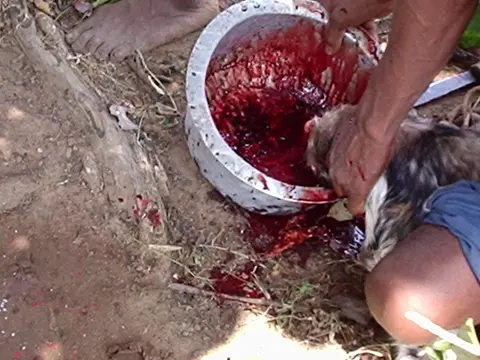 पिंडि पोल्वा - कोग़दा मोकि