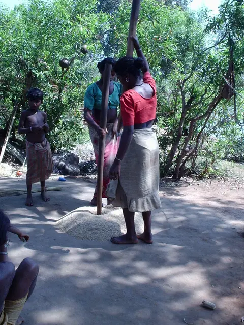 वंजिङ उसना  Pounding the grain