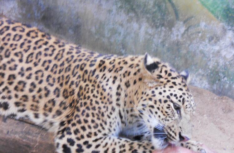Leopard