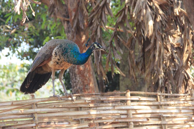 Peacock